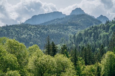 DOMEK TYMIANEK